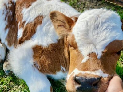 ANIMALI FATTORIA