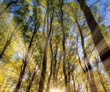 IL BOSCO DI IERI E DI OGGI